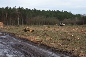 wywóz drewna  w obrębie węzła Dargobądz.jpg